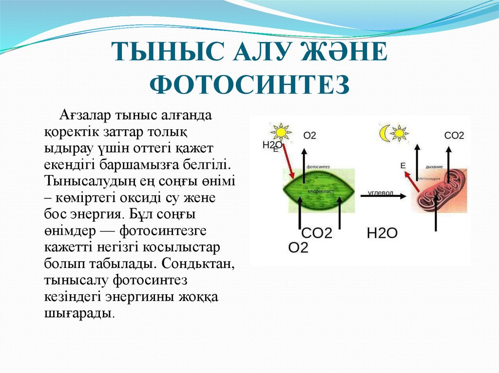 Және тыныс алу. Фотосинтез растений 6 класс. Фотосинтез 10 класс биология. Схема фотосинтеза у растений. Схема процесса фотосинтеза.