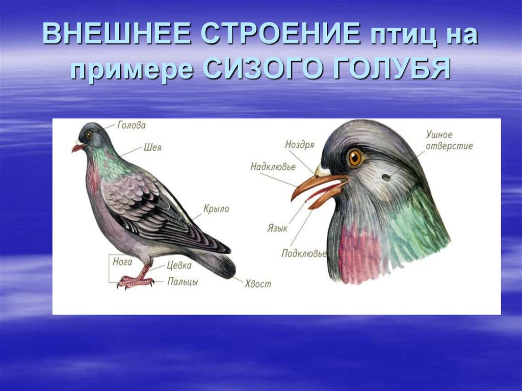 ВНЕШНЕЕ СТРОЕНИЕ птиц на примере СИЗОГО ГОЛУБЯ