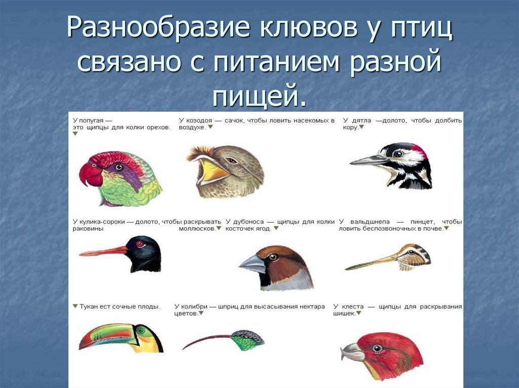 Разнообразие клювов у птиц связано с питанием разной пищей.