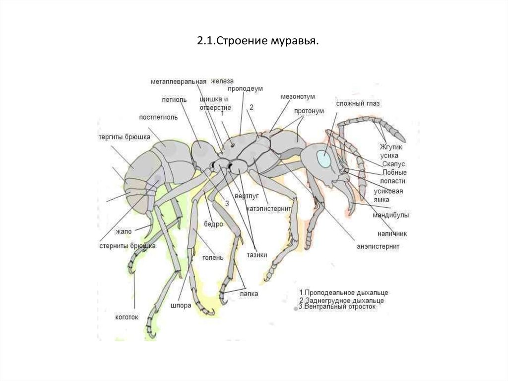 Есть ли у муравья мозги. Внутреннее строение муравьев. Внутреннее строение муравья схема. Внутренне строение муравьев. Внутреннее строение муравья муравей.