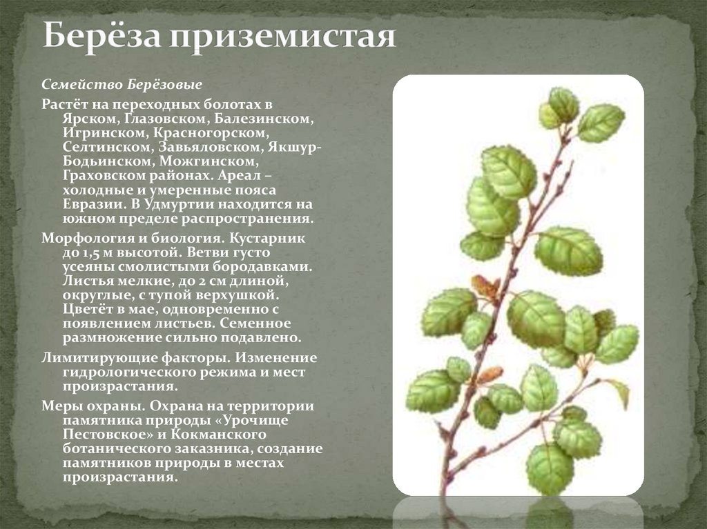 Растения красной книги удмуртии фото и описание