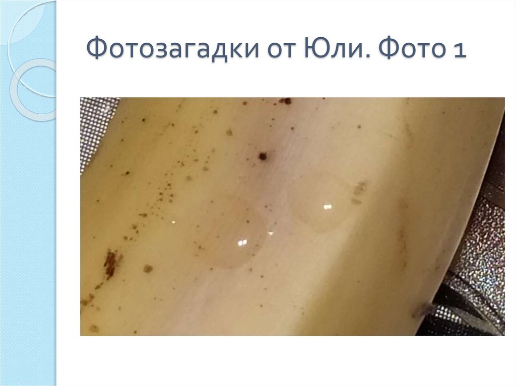 Фотозагадки от Юли. Фото 1