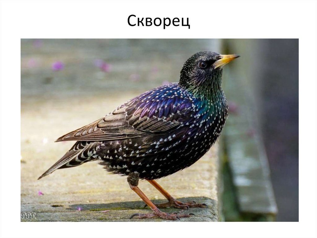 Скворец