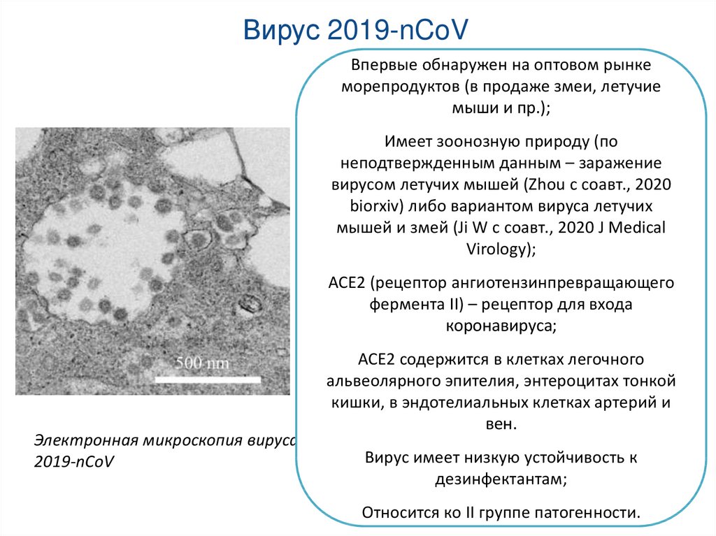 Обновление вируса. Вирус 2019. 2019-NCOV. Электронная микроскопия вирус 2019-NCOV.