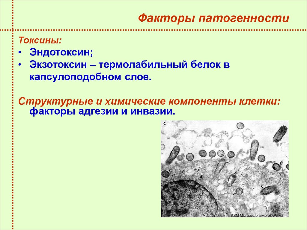 Токсины патогенности. Chlamydia trachomatis факторы патогенности. Факторы патогенности c. trachomatis. Хламидии пневмонии факторы патогенности. Факторы патогенности хламидий микробиология.