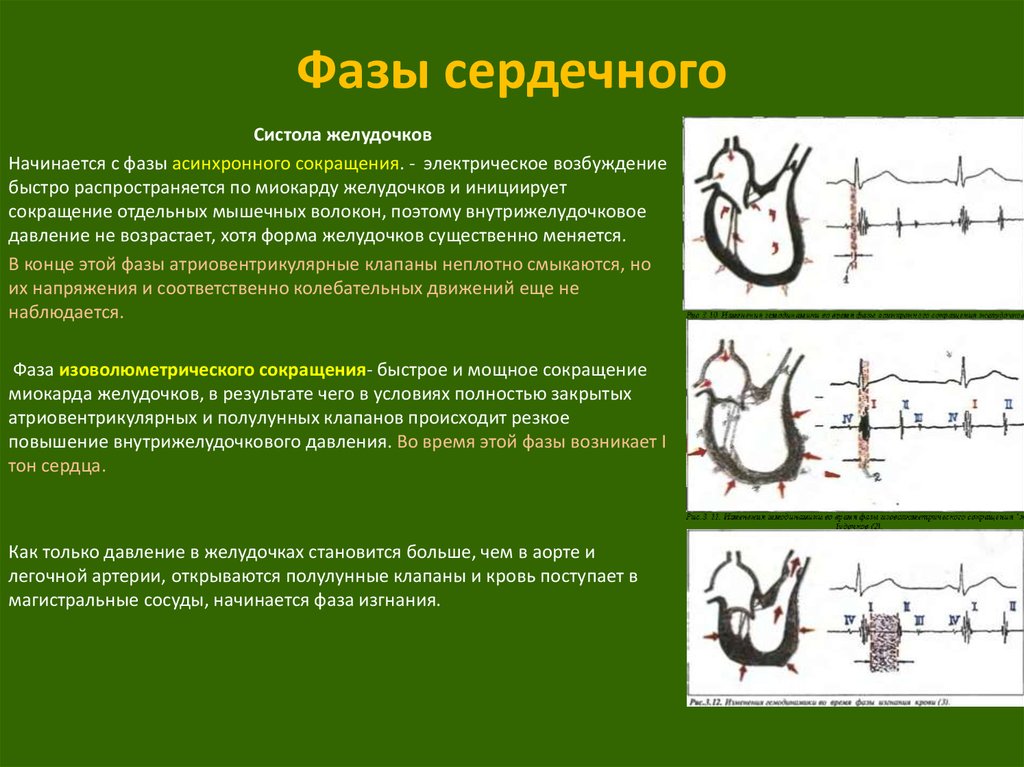 Стадии сердечной