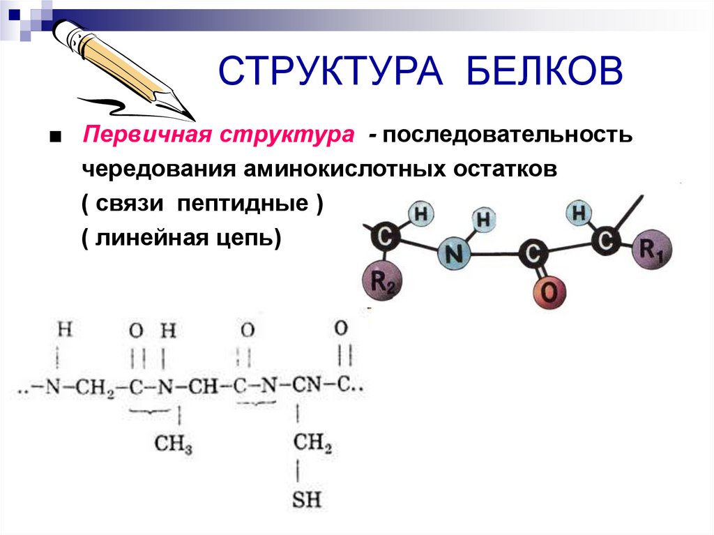 Химическая связь первичной структуры. Состав и строение белков 10 класс химия. Первичная структура белков функции. Структура белка биология 10 класс. Белки химия строение.