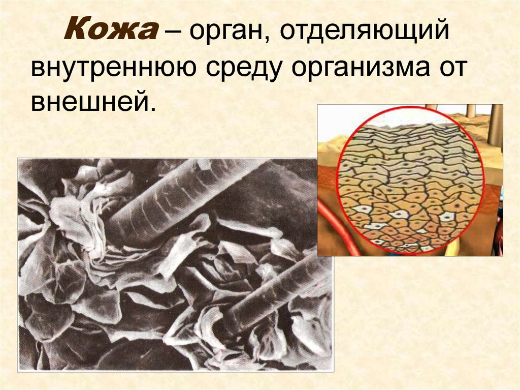 Кожа – орган, отделяющий внутреннюю среду организма от внешней.
