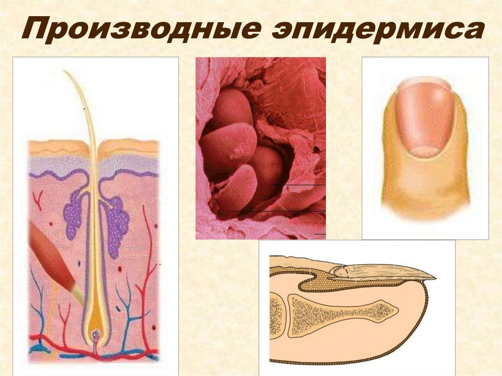 Производные эпидермиса