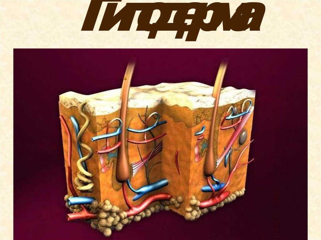 Гиподерма рисунок. Гиподерма. гиподерма строение. гиподермис кожи.