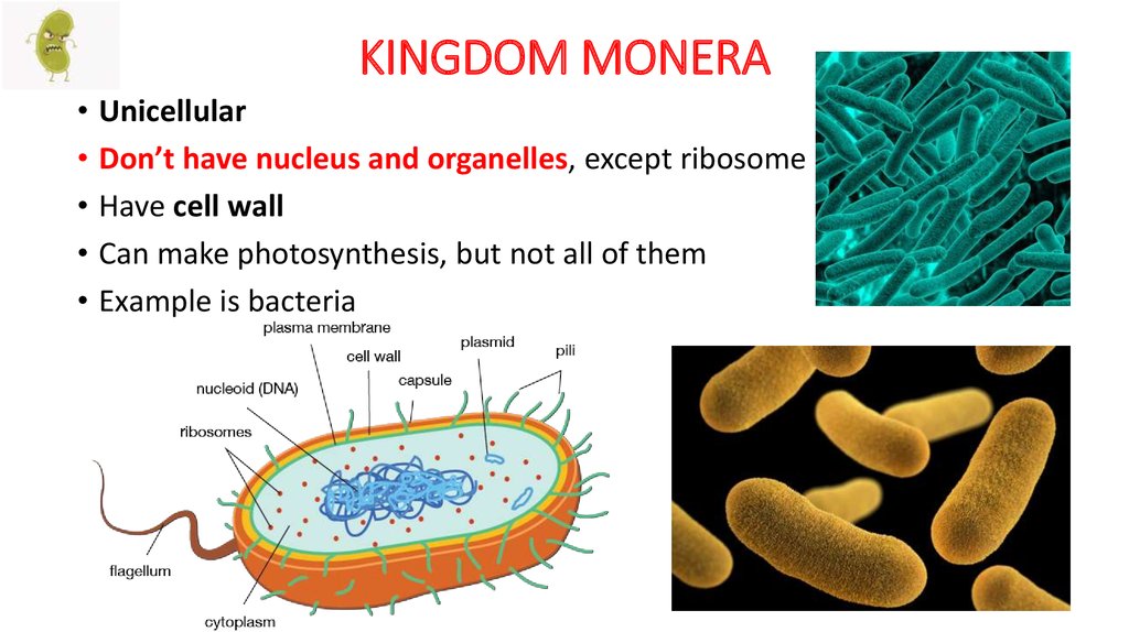 What Is Monera Kingdom