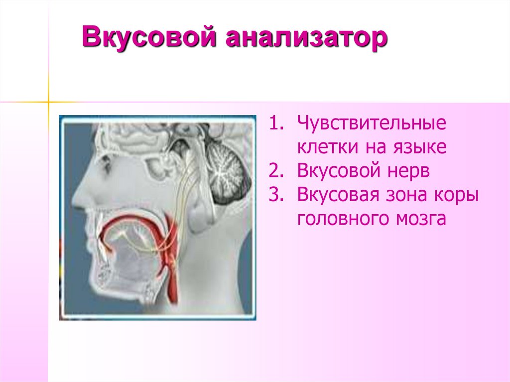 Орган равновесия мышечное и кожное чувство обонятельный и вкусовой анализаторы презентация