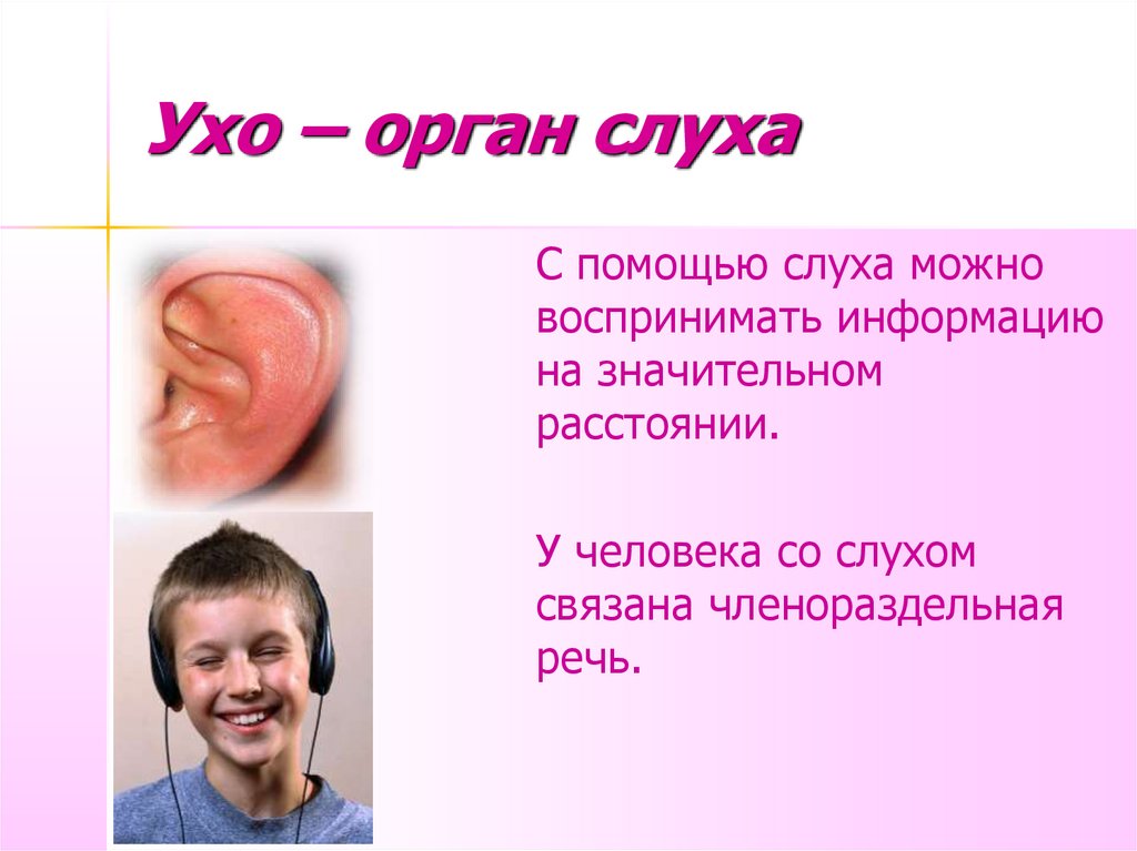 Почему я громко слышу. Ухо орган чувств интересное. Органы чувств . Анализаторы ухо. Уши орган слуха.