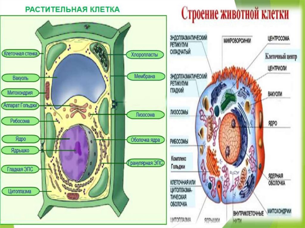 Стенка растительной клетки содержит. Строение клетки. Клетка растения. Структура животной и растительной клетки. Растительная и животная клетка.