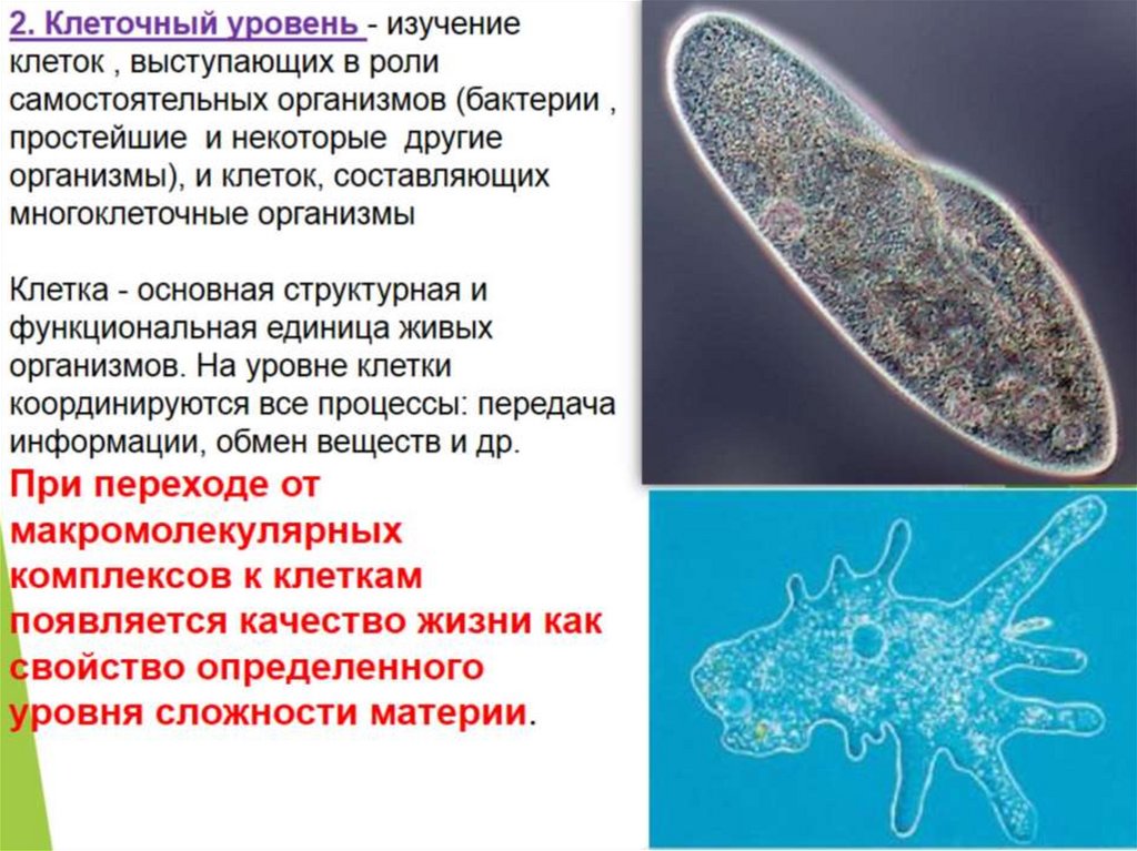 Уровни организации живого 7 класс презентация