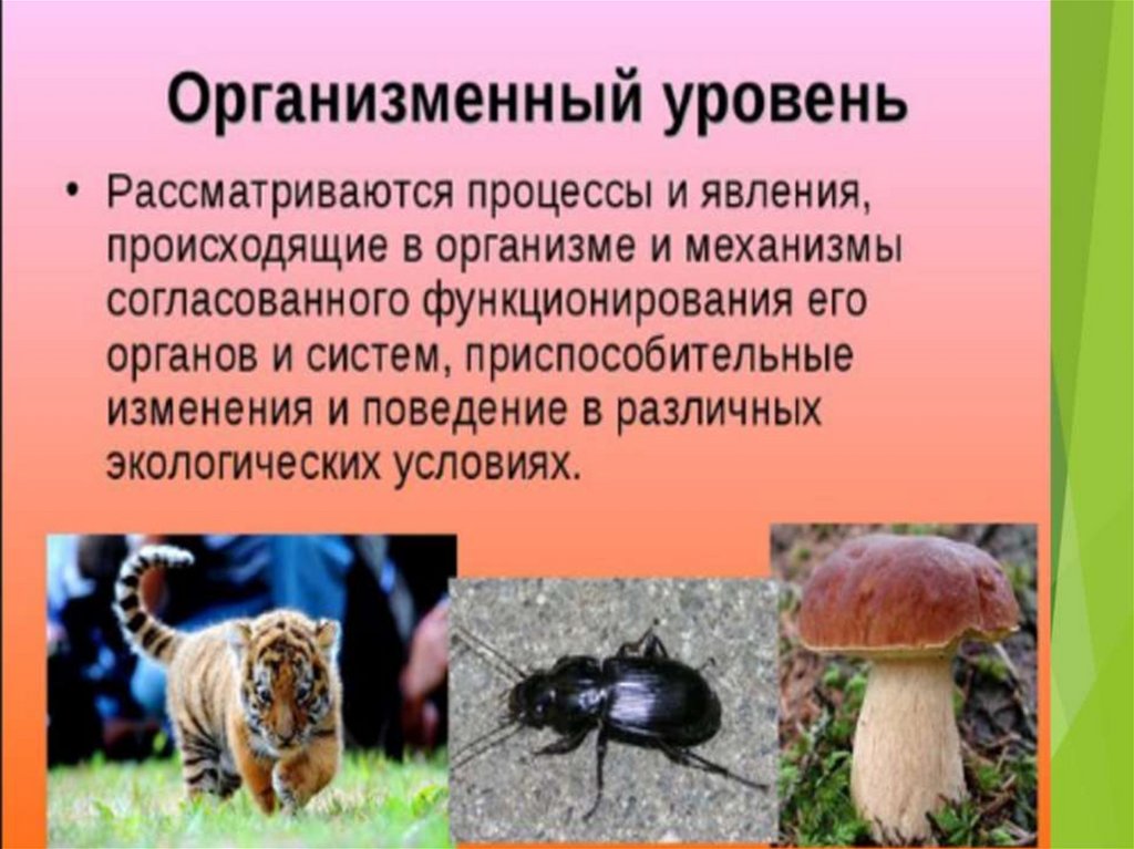 Особь организм