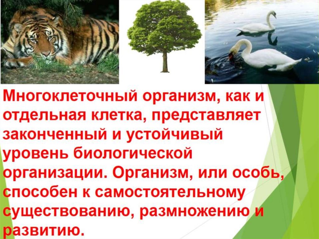 Пример биоценотического уровня организации живого. Уровни организации живой природы. Биологический вид это совокупность особей. Уровни организации живой природы презентация 10 класс. Основные уровни организации живой природы.