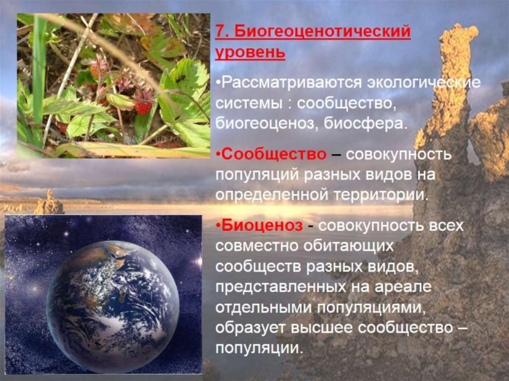 3 биогеоценотический уровень. Биогеоценотический и биосферный уровни жизни. Биогеоценотический уровень организации. Уровни организации живого биосферный уровень. Биогеоценотический уровень организации живого.