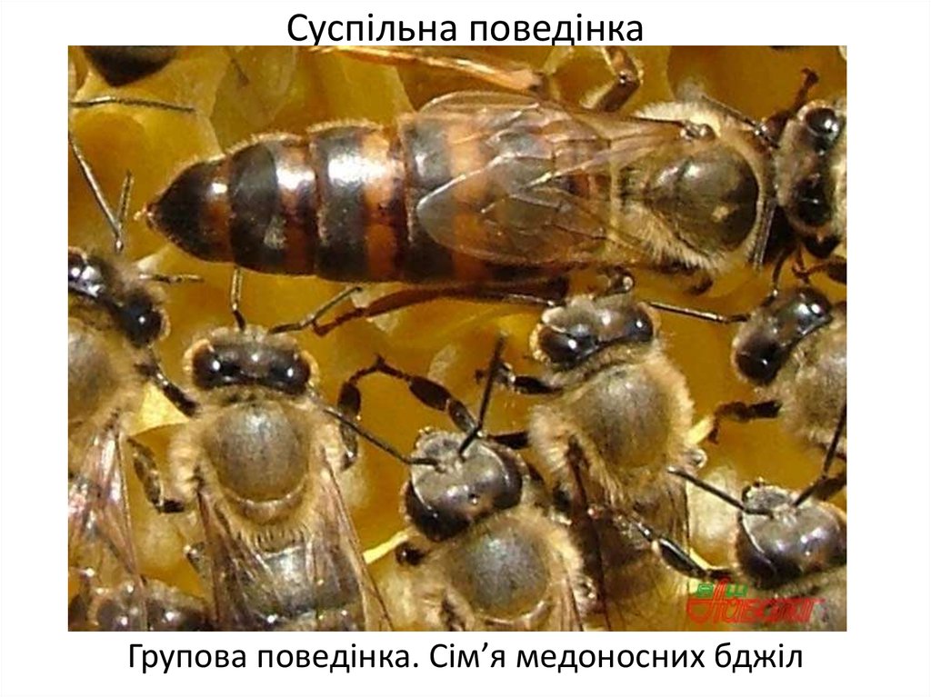 Жизнь пчел рабочих. Матка пчелы. Пчела и матка пчелы. Пчелиная матка и пчела. Трутень пчела.