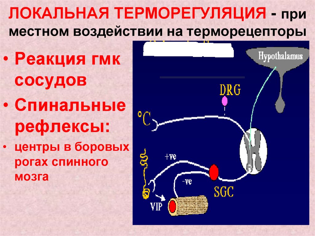 Как осуществляется терморегуляция в организме