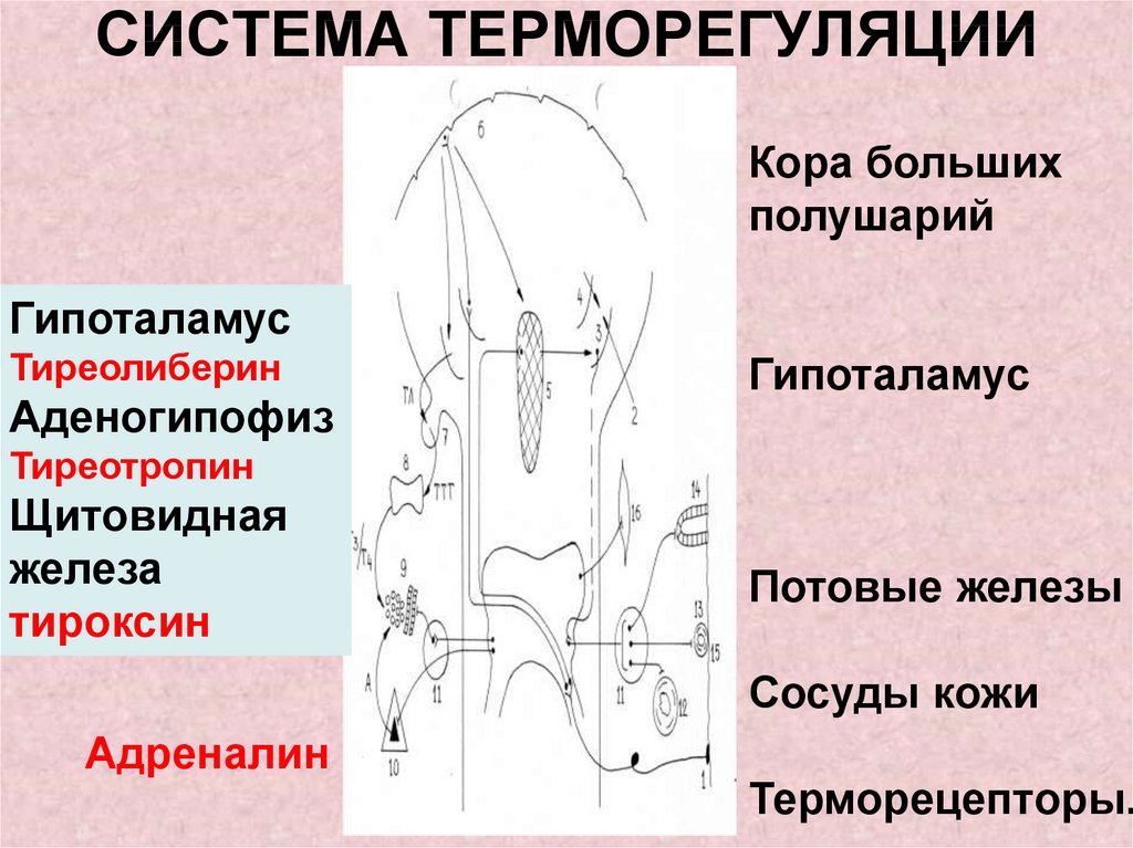 Схема терморегуляции физиология