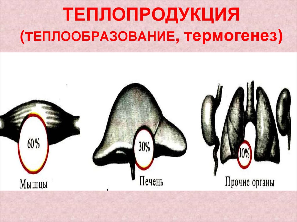 Образование тепла. Теплопродукция. Роль отдельных органов в теплопродукции. Теплопродукция в организме. Органы теплообразования человека.