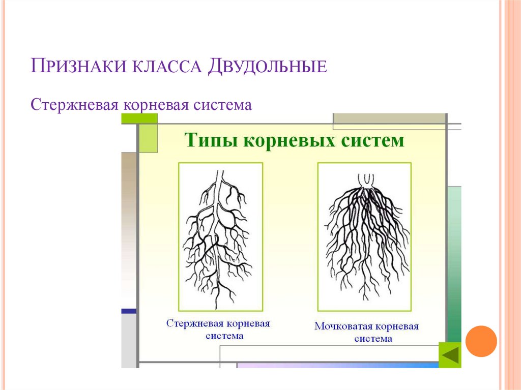 Главный корень у однодольных. Стержневая корневая система у двудольных. Мочковатая корневая система у розоцветных. Мочковатая корневая система у двудольных. Семейство Розоцветные корневая система.