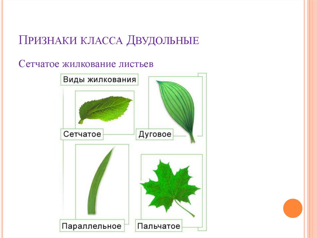 Сетчатый тип жилкования. Типы жилкования листьев 6 класс биология. Типы жилкования листьев таблица. Строение листа жилкование листа. Жилкование листьев сетчатое параллельное дуговое.