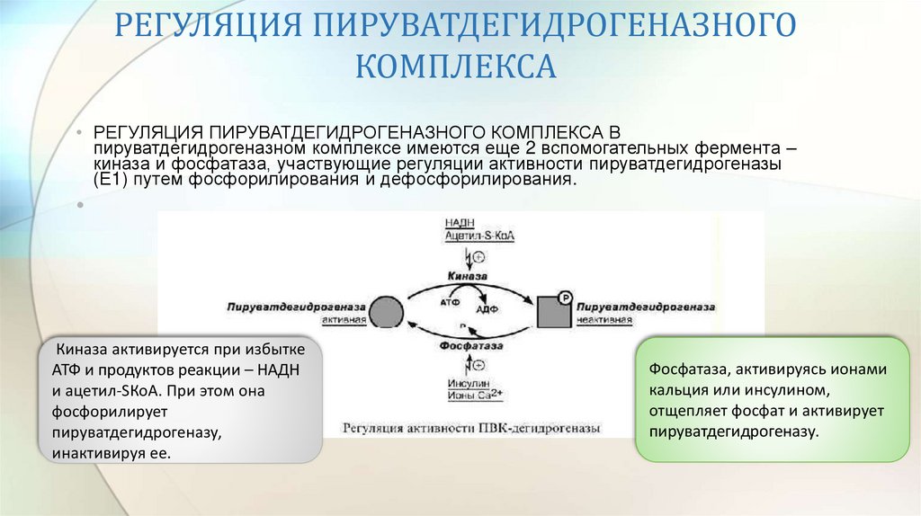 Структурно функциональная организация пируватдегидрогеназного комплекса схема