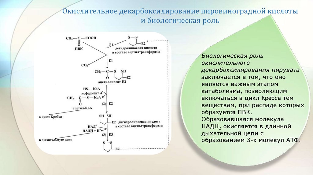 Схема окислительного декарбоксилирования