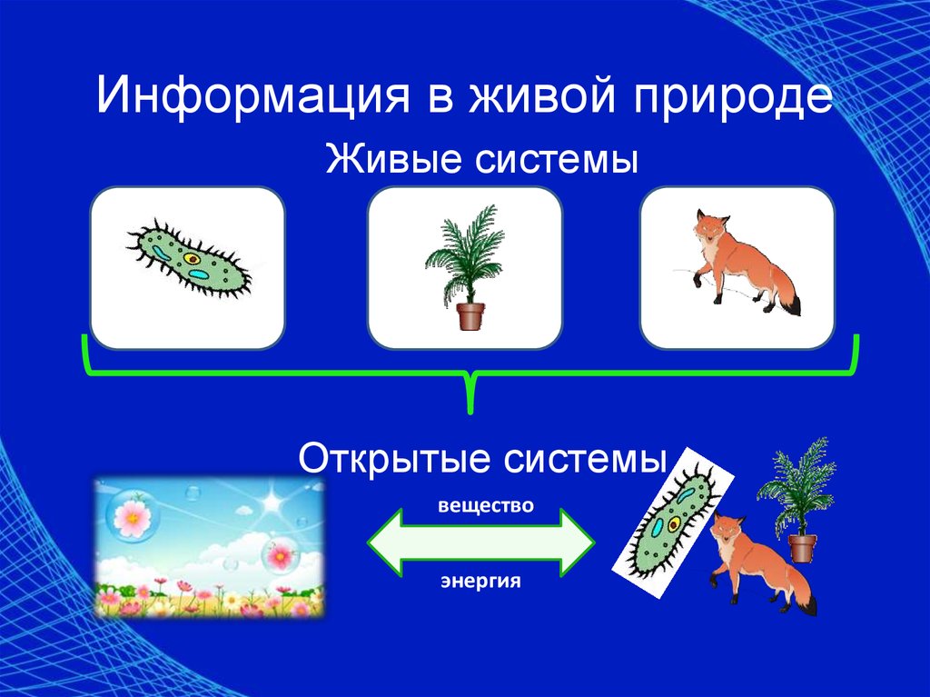 Физика в живой и неживой природе презентация