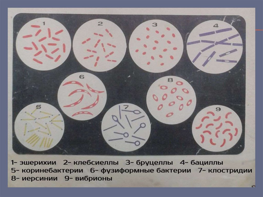 Бациллы микробиология рисунок