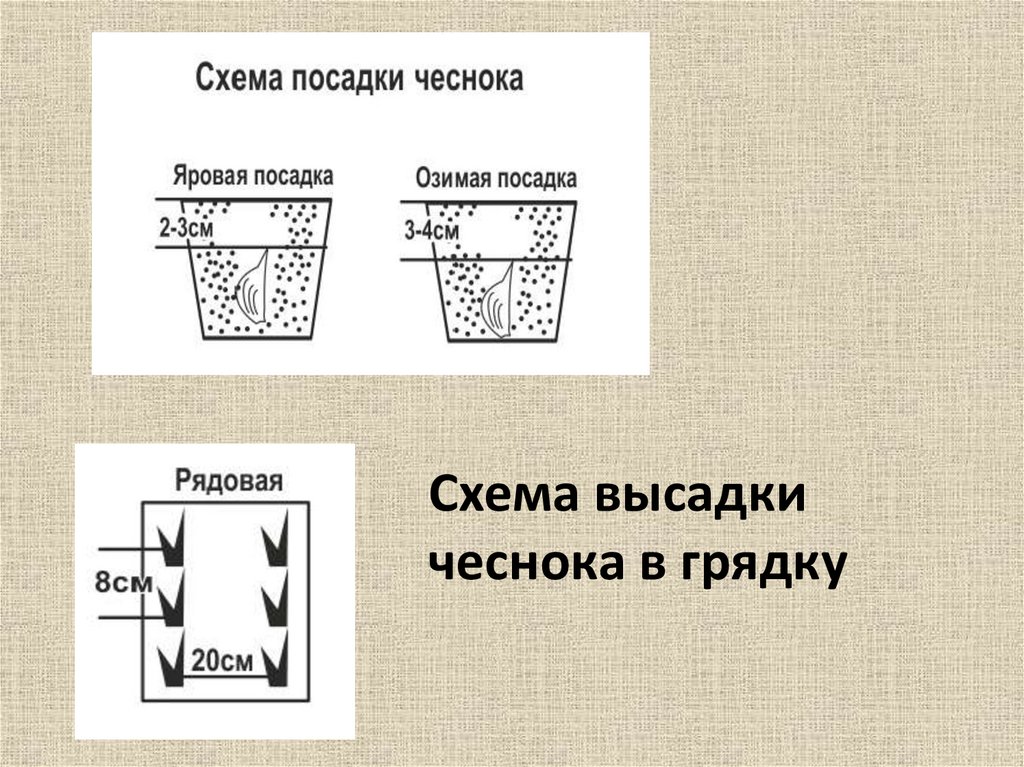 Схема высадки чеснока