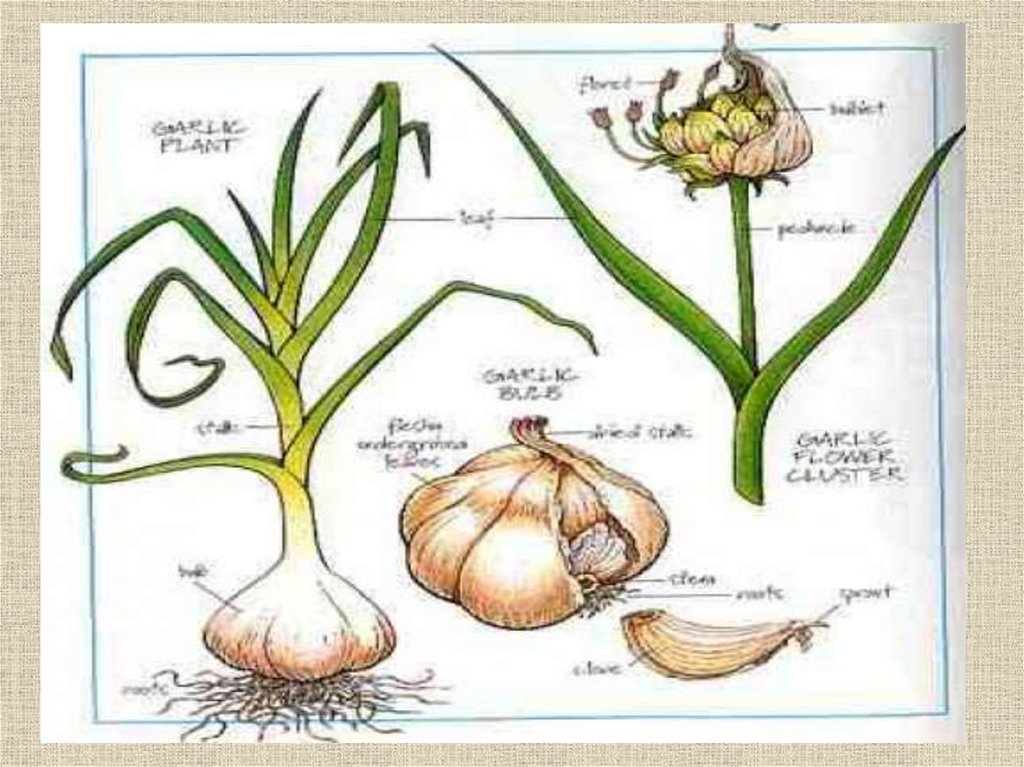 Презентация на тему чеснок