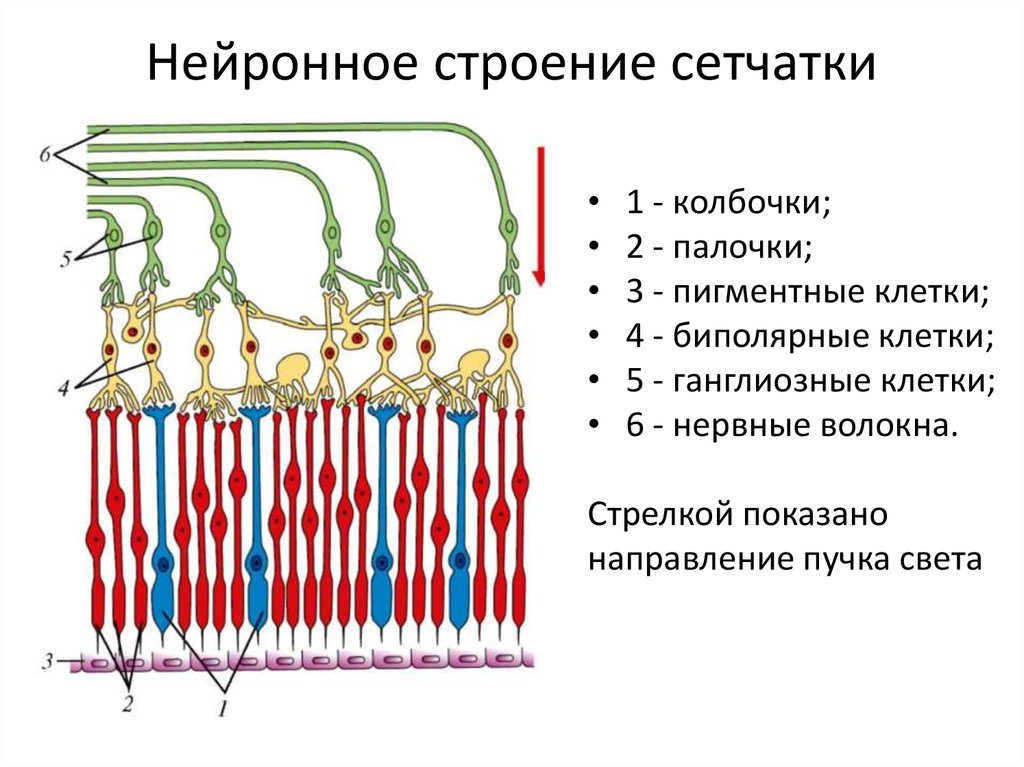 Сетчатка армия. Схема нейронного состава сетчатки. Схема строения сетчатки. Слои сетчатки глаза анатомия. Сетчатка глаза послойное строение.