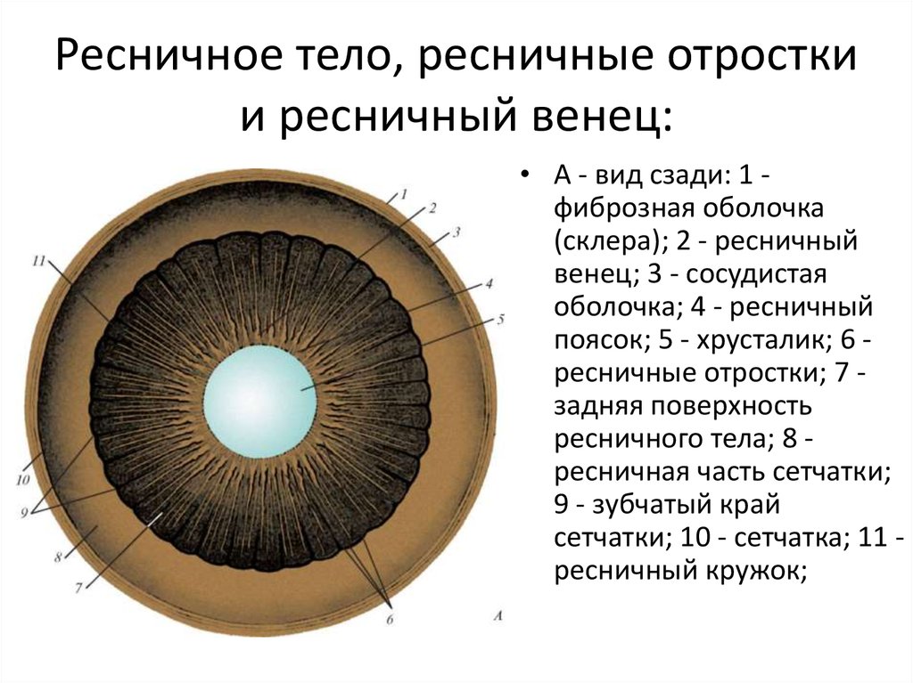 Радужка является частью оболочки глаза. Строение глаза анатомия ресничное тело. Ресничный венец анатомия. Строение глаза ресничный поясок.