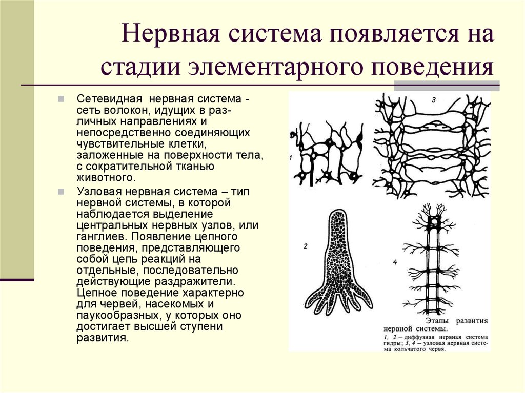Диффузная нервная система характерна для животных типа. Типы нервной системы животных строение. Основные типы нервных систем животного.. Нервная система узлового типа. Типы нервной системы диффузная Узловая трубчатая.