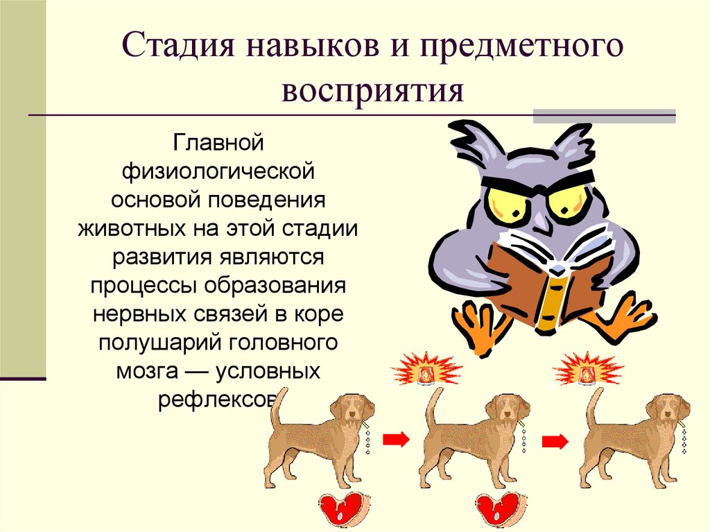 Стадии животных. Стадия навыков и предметного восприятия. Стадия предметного восприятия у животных. У животных на стадии навыков и предметного восприятия развивается. Физиологическое поведение животных.