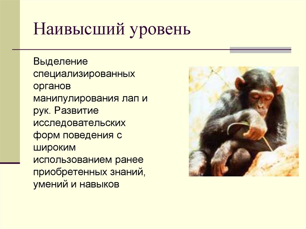 Используя ранее. Приматы наиболее высокоорганизованные животные так. Формы психического отражения высокоорганизованным животным. Развитие общественного поведения у высокоорганизованных животных. Сходства поведение человека и высокоорганизованного животного.