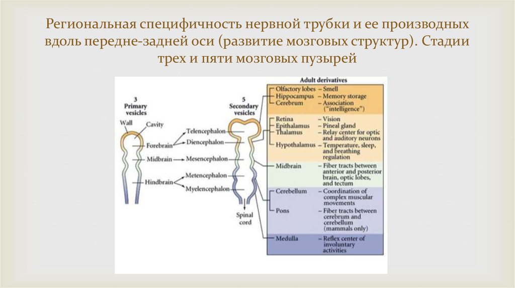 Состав оси. Производные мозговых пузырей. Производные нервной трубки. Стадия 3 и 5 мозговых пузырей. Мозговые пузыри и их производные.