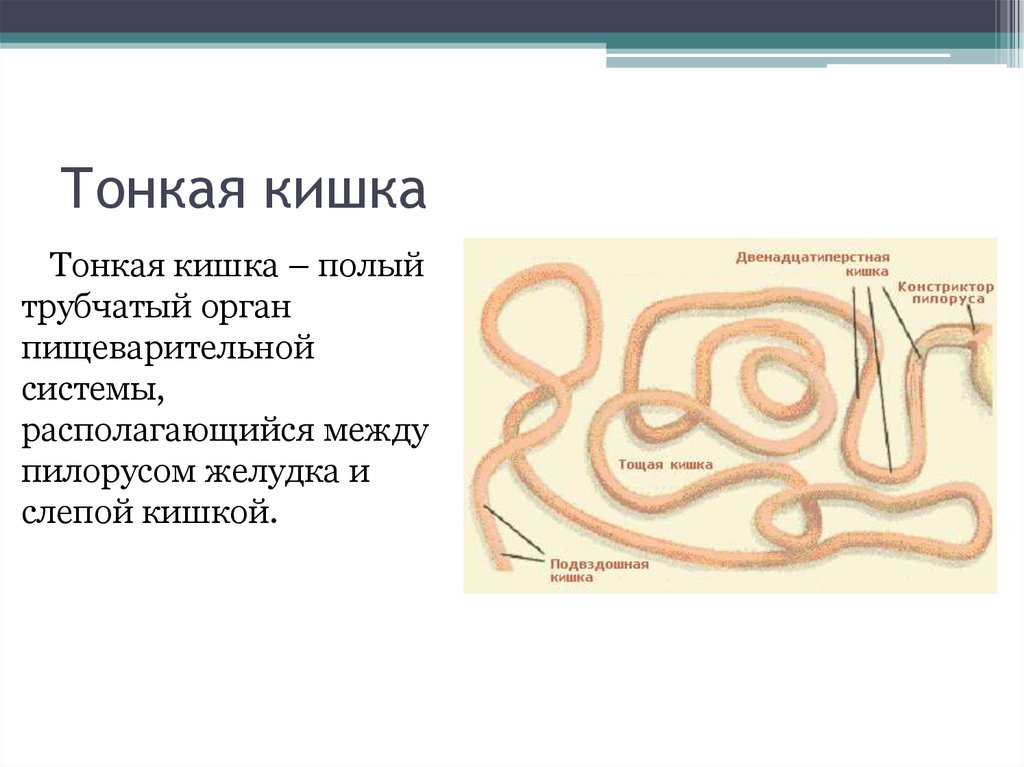 Трубчатые организмы. Тонкая кишка (intestinum tenue) функции. Зачем нужна тонкая кишка. Тонкая кишка это полый или.