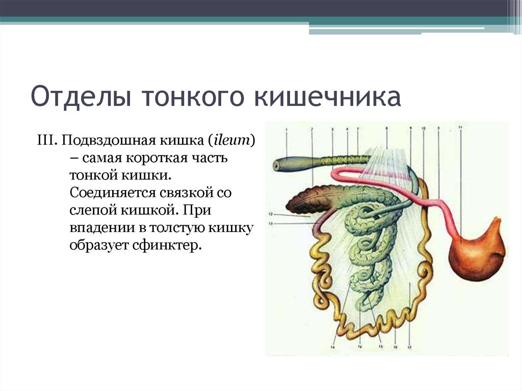 Какой отдел кишечника обозначен на рисунке зеленым цветом