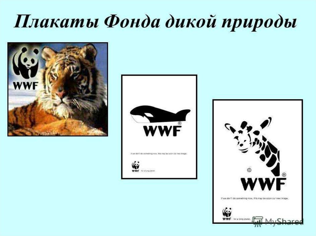 Wwf всемирный фонд дикой природы презентация