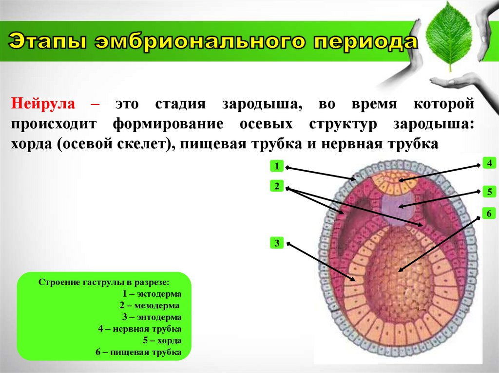 Что характерно для эмбриона на стадии нейрулы