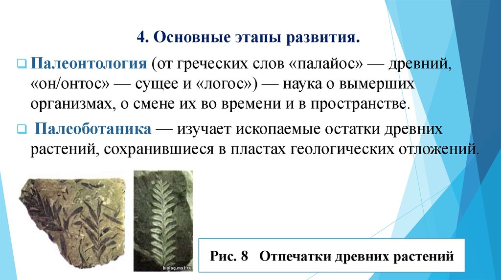 Науки изучающие древние организмы. Палеоботаника изучает. Презентация на тему палеоботаника. Палеоботаника растений. Что изучает палеоботаника растений.