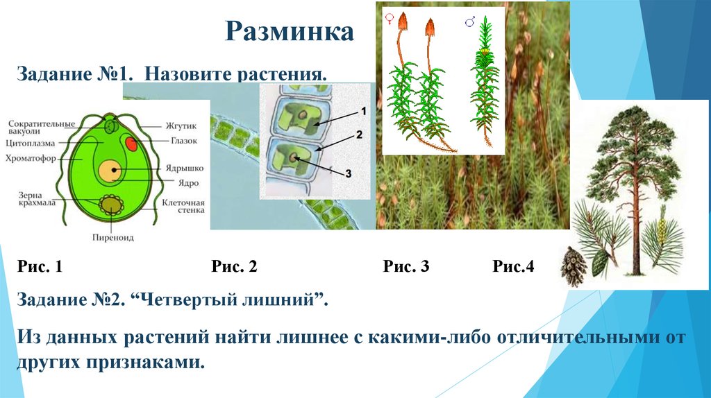 Эволюция растений задания. Эволюция. Растения. Эволюция растений презентация. Эволюция растений книга.