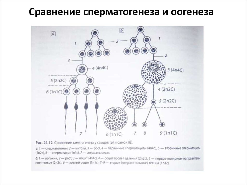Клетку называют сперматоцитов ii порядка. Таблица гаметогенез сперматогенез овогенез. Схема процесса сперматогенеза. 1n1c сперматогенез. Периоды сперматогенеза и овогенеза.