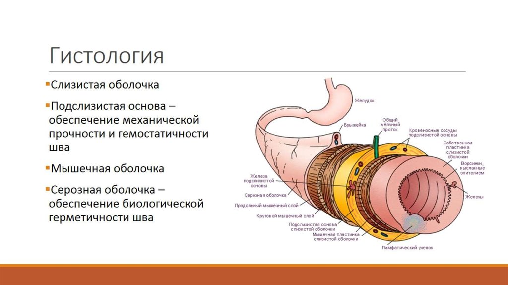 Гистология