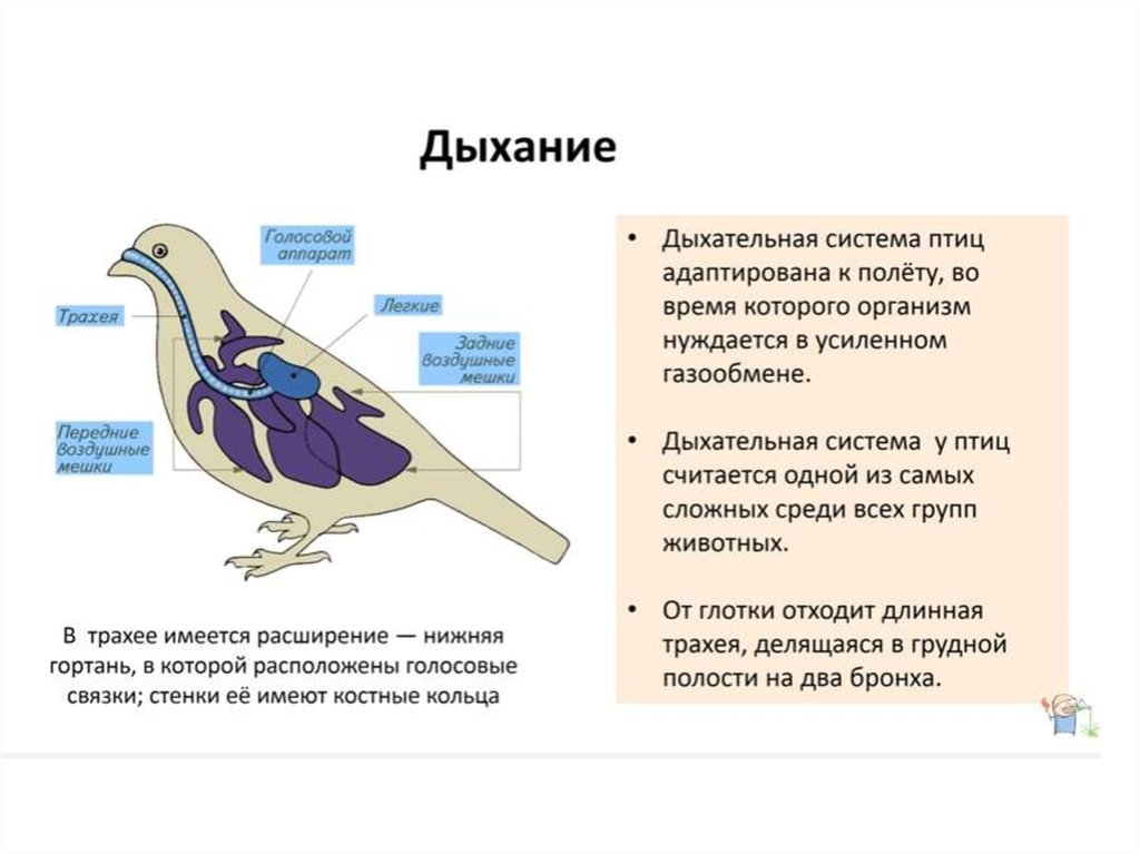 Дыхательная система птиц строение и функции