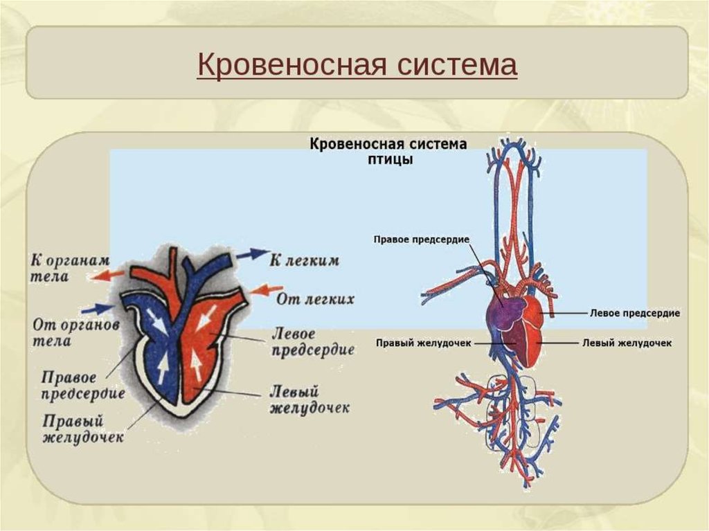 Кровеносная система птиц 7 класс схема